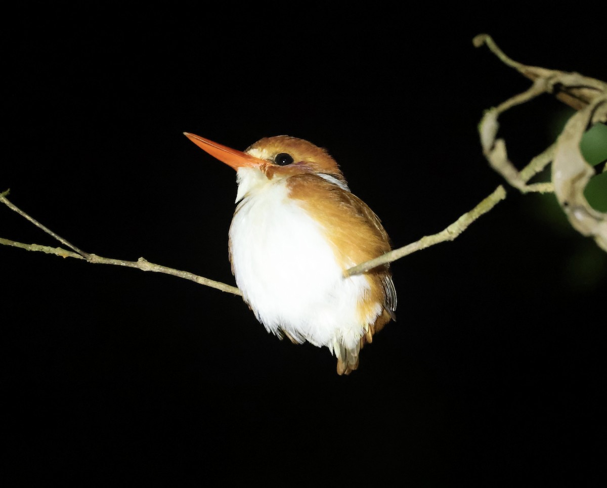 Madagascar Pygmy Kingfisher - ML611533770