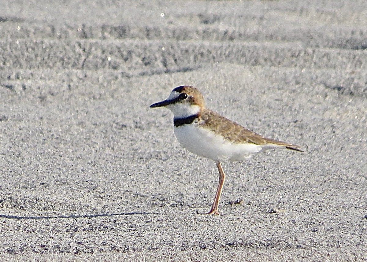 Collared Plover - ML611534778