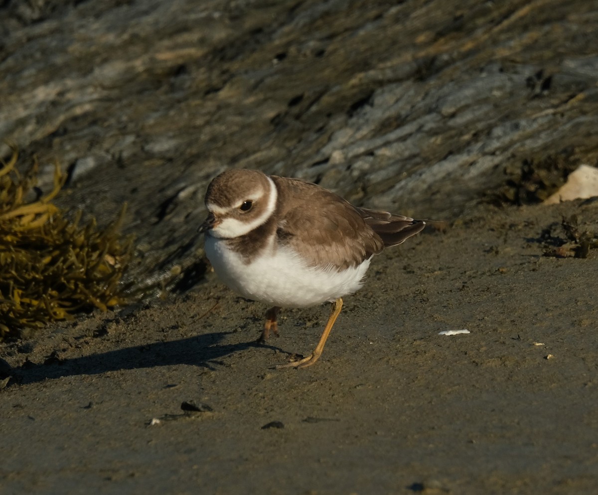 Semipalmated Plover - Kerry Diskin