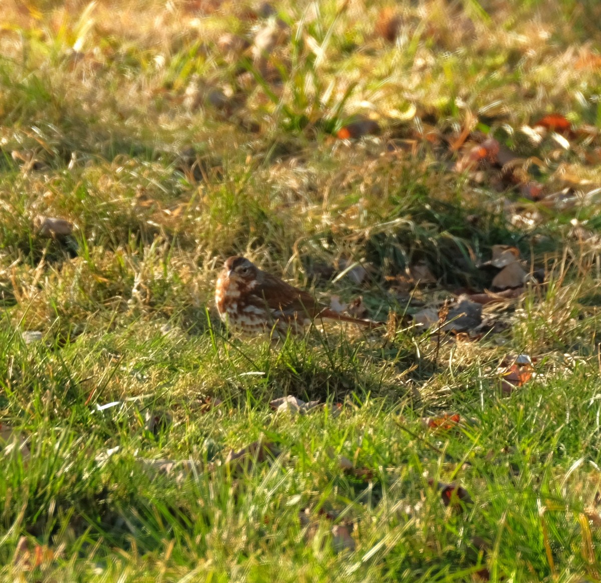 Fox Sparrow - ML611534801