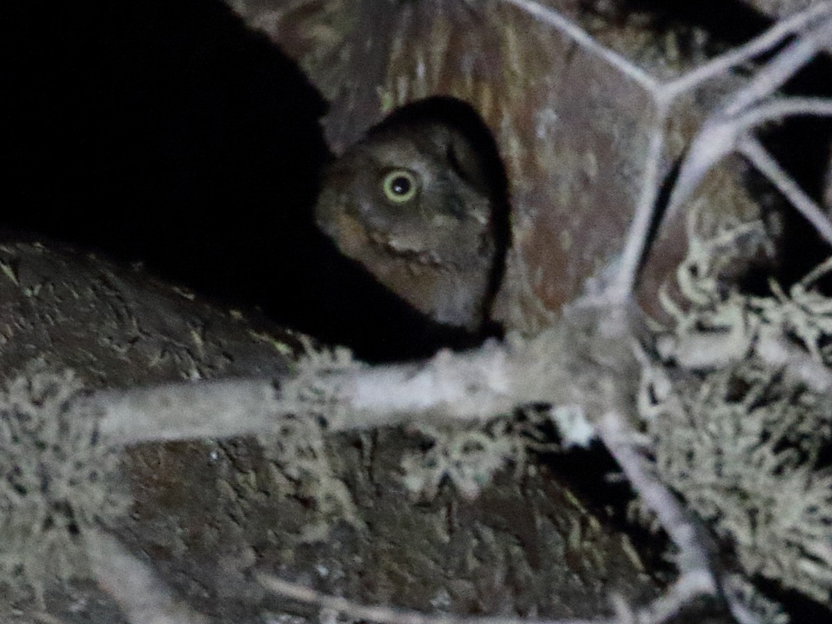 Madagascar Scops-Owl (Torotoroka) - ML611534923