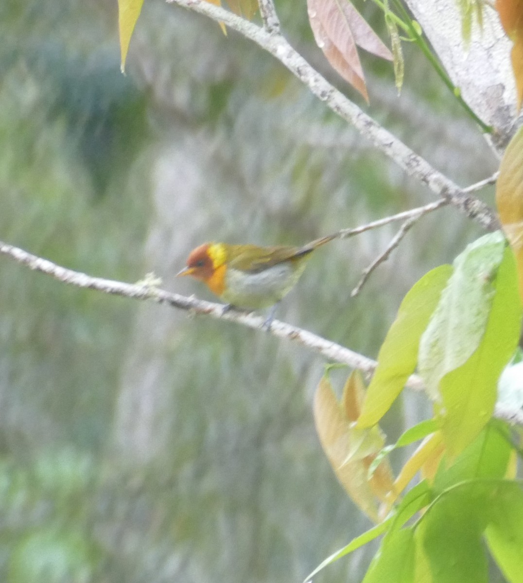 Rufous-headed Tanager - ML611535372