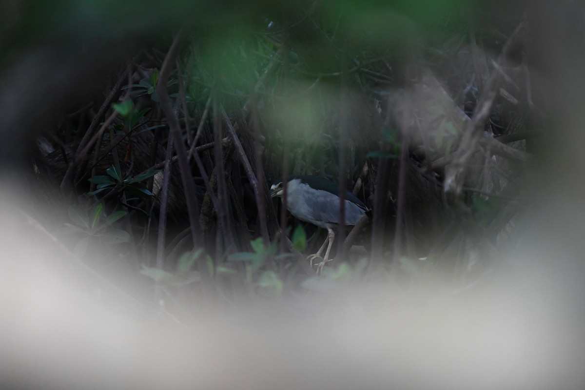 New Jersey eBird Checklist - 25 Nov 2023 - Lantana Nature Preserve - 8