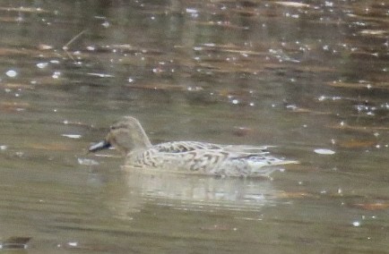 Green-winged Teal - ML611535915