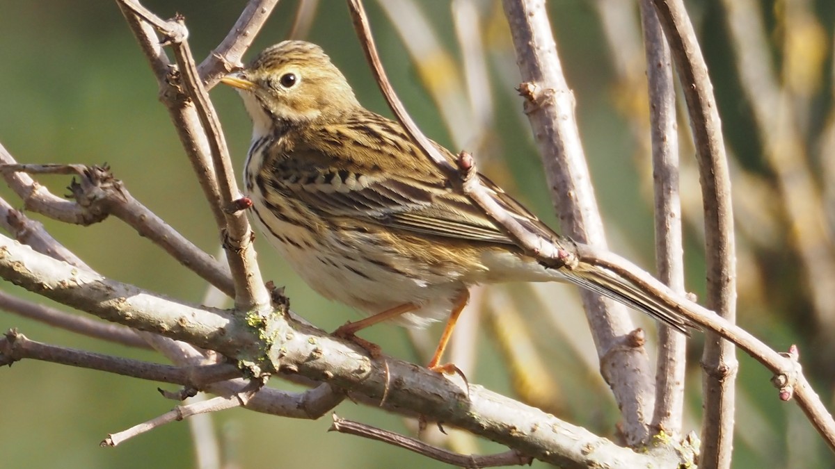 Meadow Pipit - ML611536155