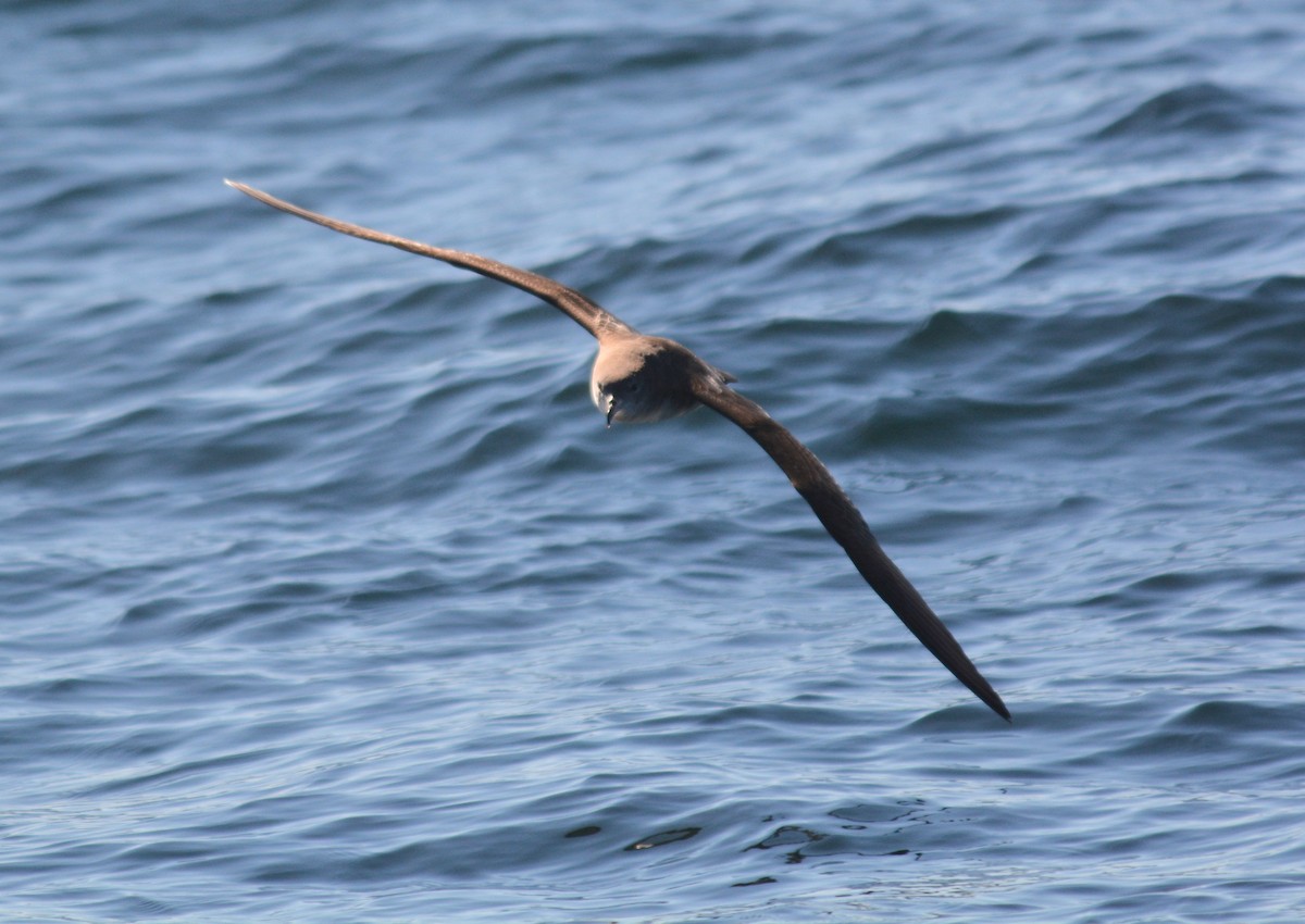 Pink-footed Shearwater - ML611536227
