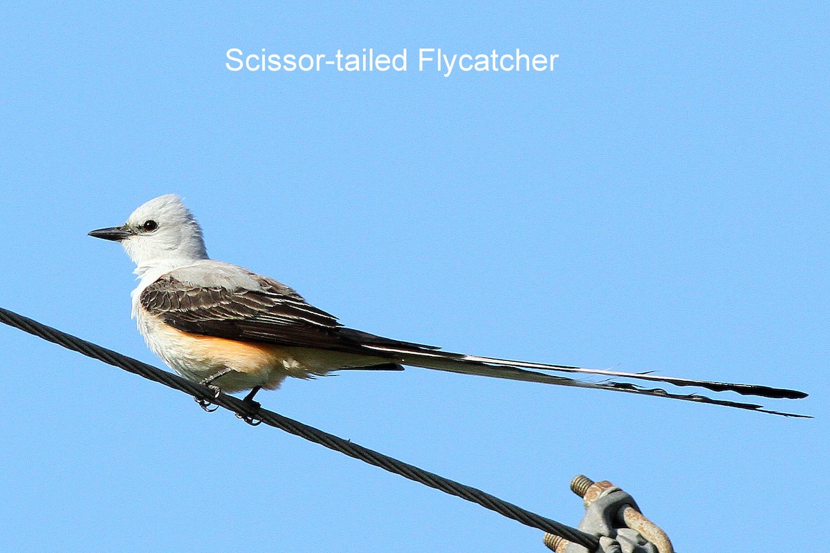 Scissor-tailed Flycatcher - ML611536273