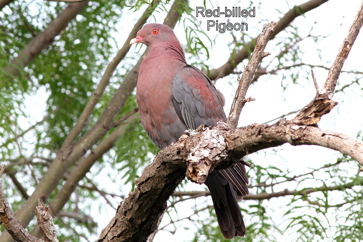 Red-billed Pigeon - ML611536316
