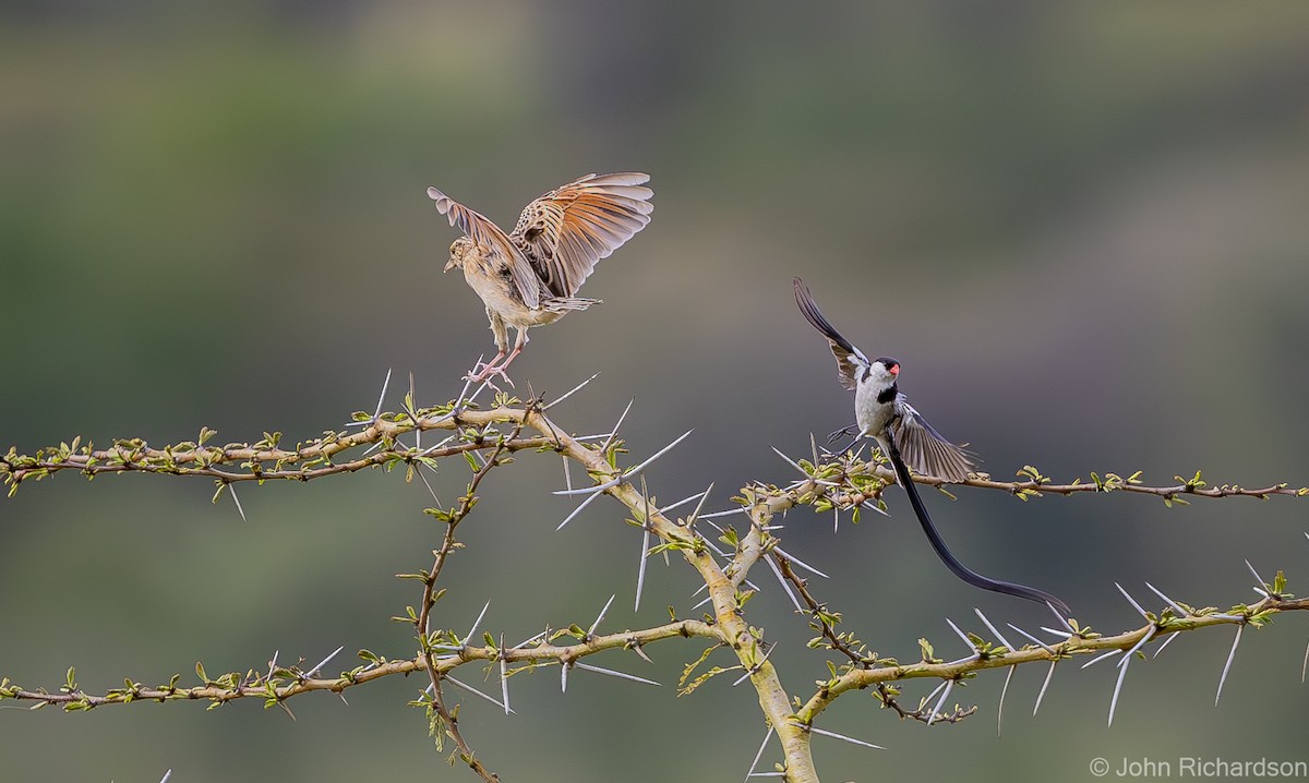 Pin-tailed Whydah - ML611536380