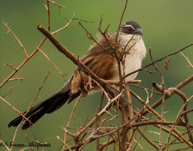 White-browed Coucal - ML611536930