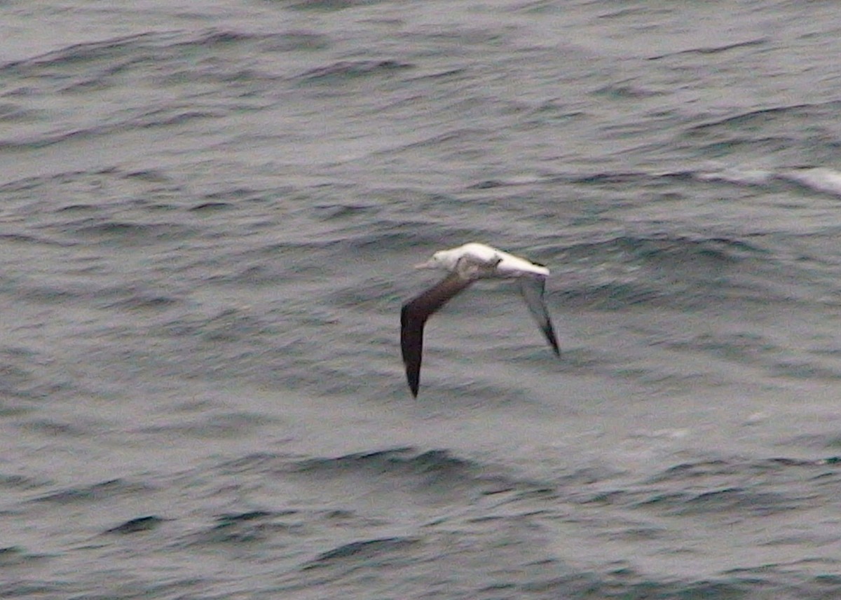albatros královský - ML611537197