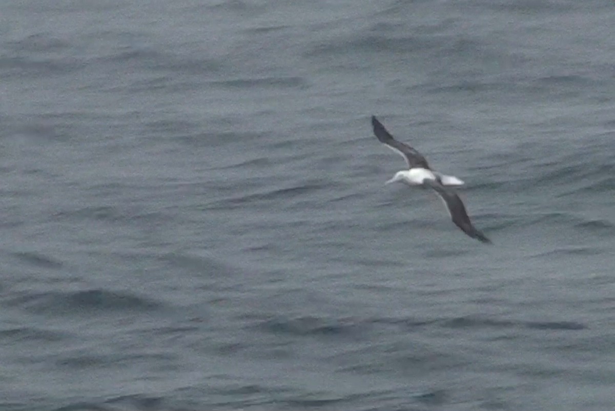 Southern Royal Albatross - Delfin Gonzalez