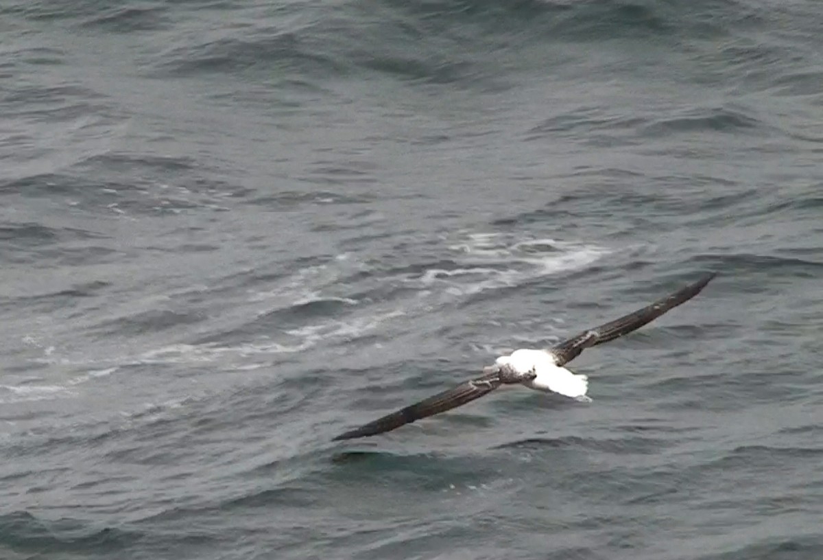 Albatros Real del Sur - ML611537199