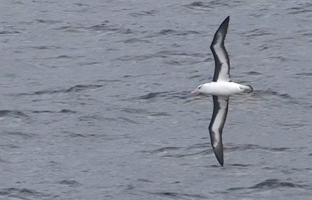 albatros černobrvý - ML611537295
