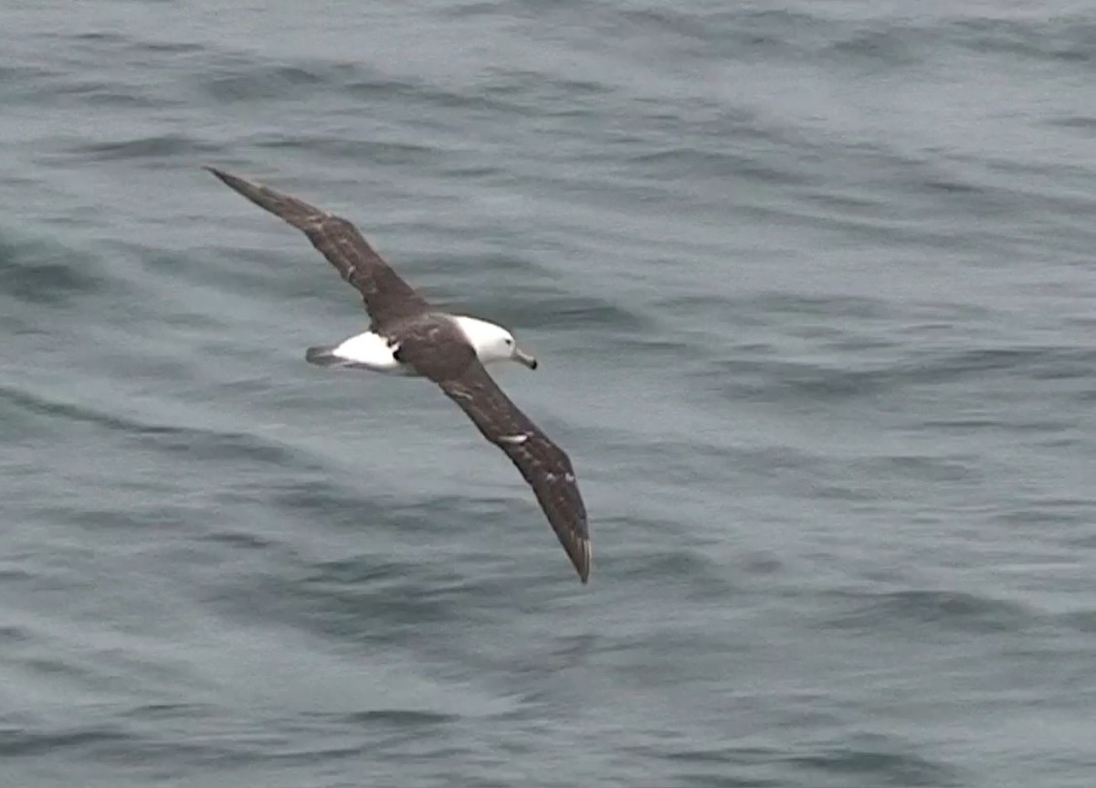 Kara Kaşlı Albatros - ML611537297
