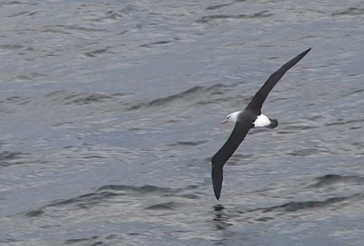 albatros černobrvý - ML611537298