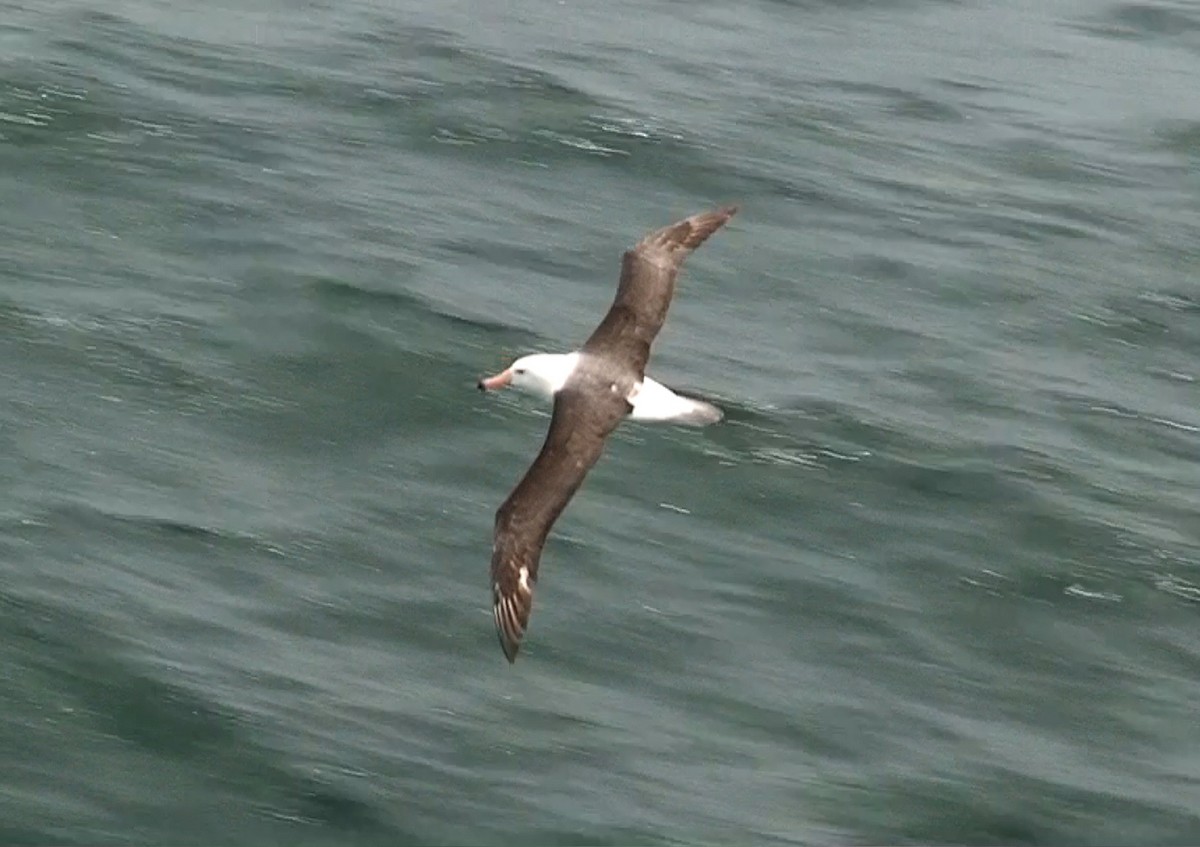 Чернобровый альбатрос - ML611537299