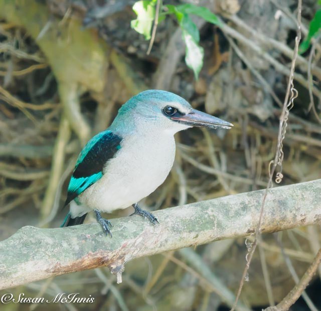 Woodland Kingfisher - Susan Mac
