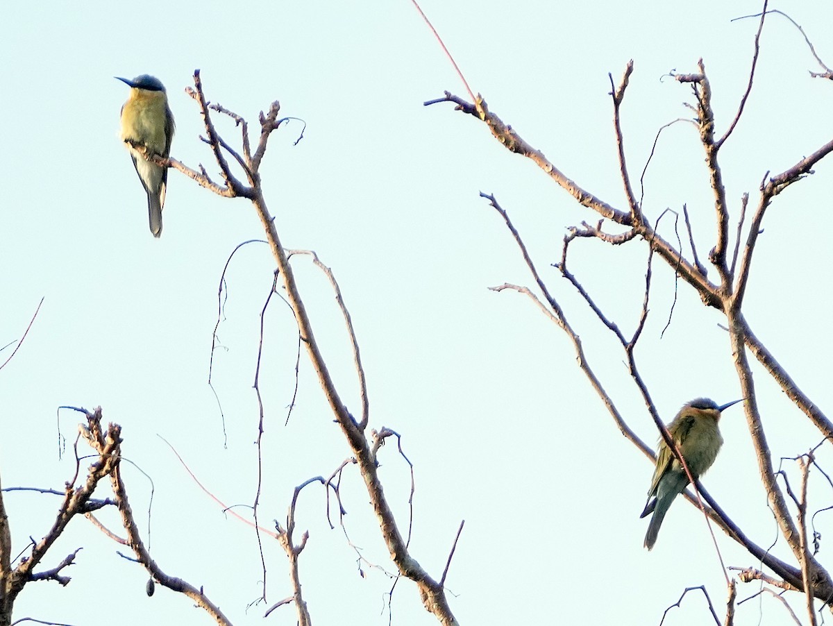 Blue-tailed Bee-eater - ML611537889