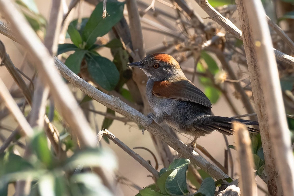Cinereous-breasted Spinetail - ML611538025