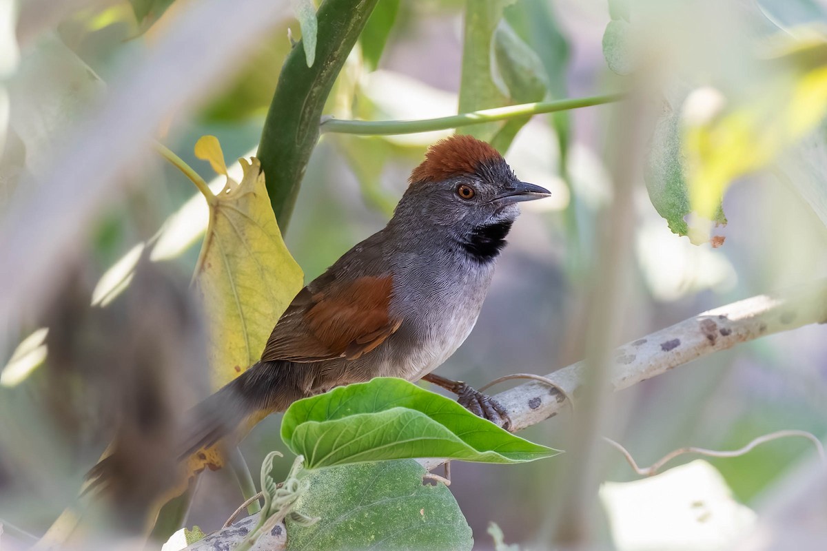 Cinereous-breasted Spinetail - ML611538026