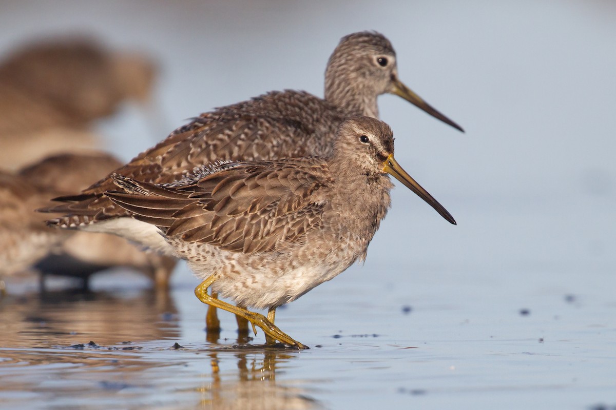 Long-billed Dowitcher - ML611538093