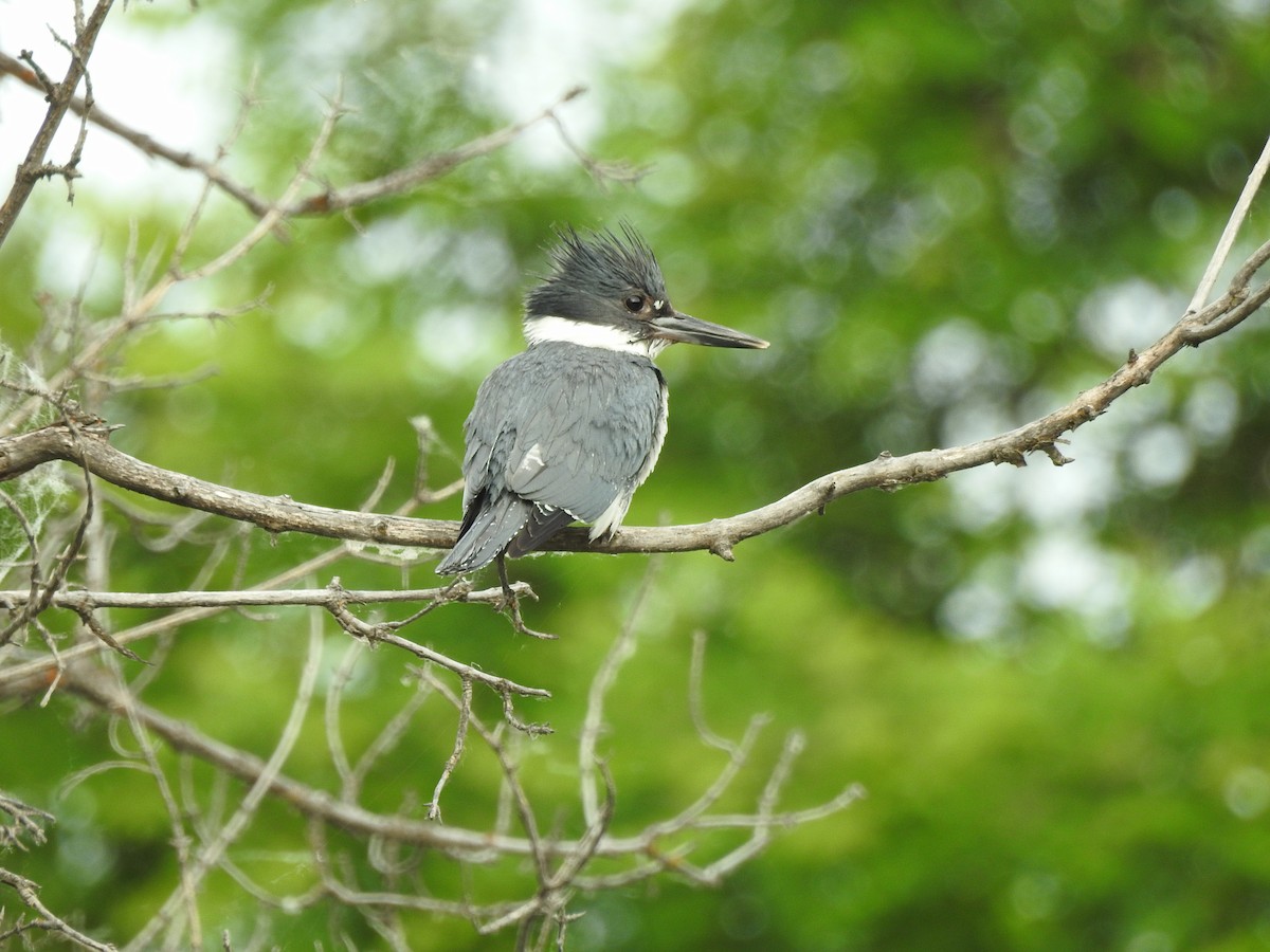Belted Kingfisher - Mary Rumple