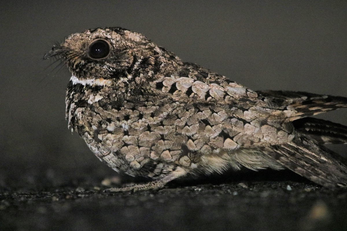 Common Poorwill - Isaiah Nugent