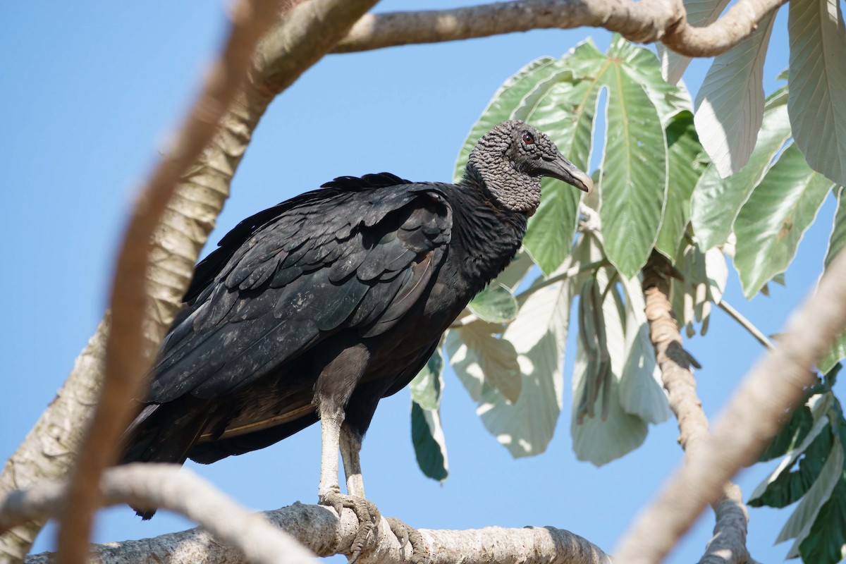Black Vulture - ML611538513