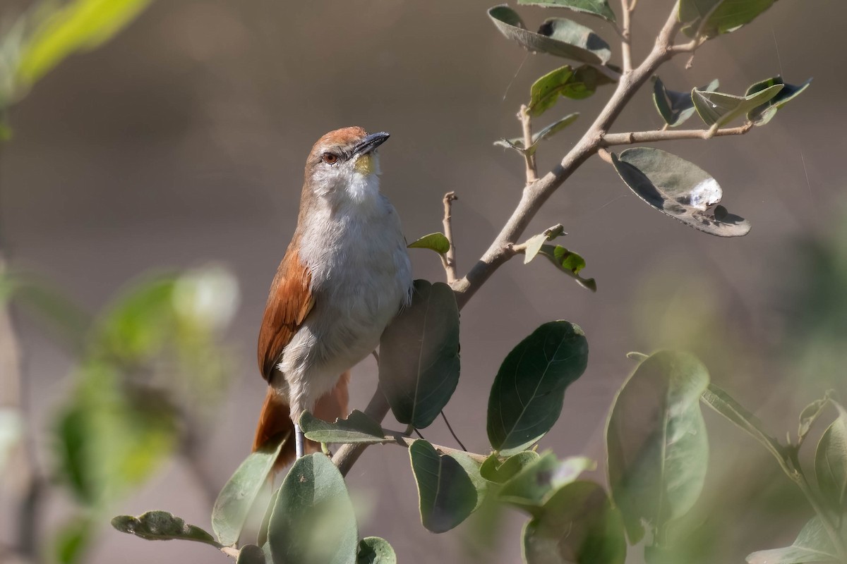 Yellow-chinned Spinetail - ML611538751