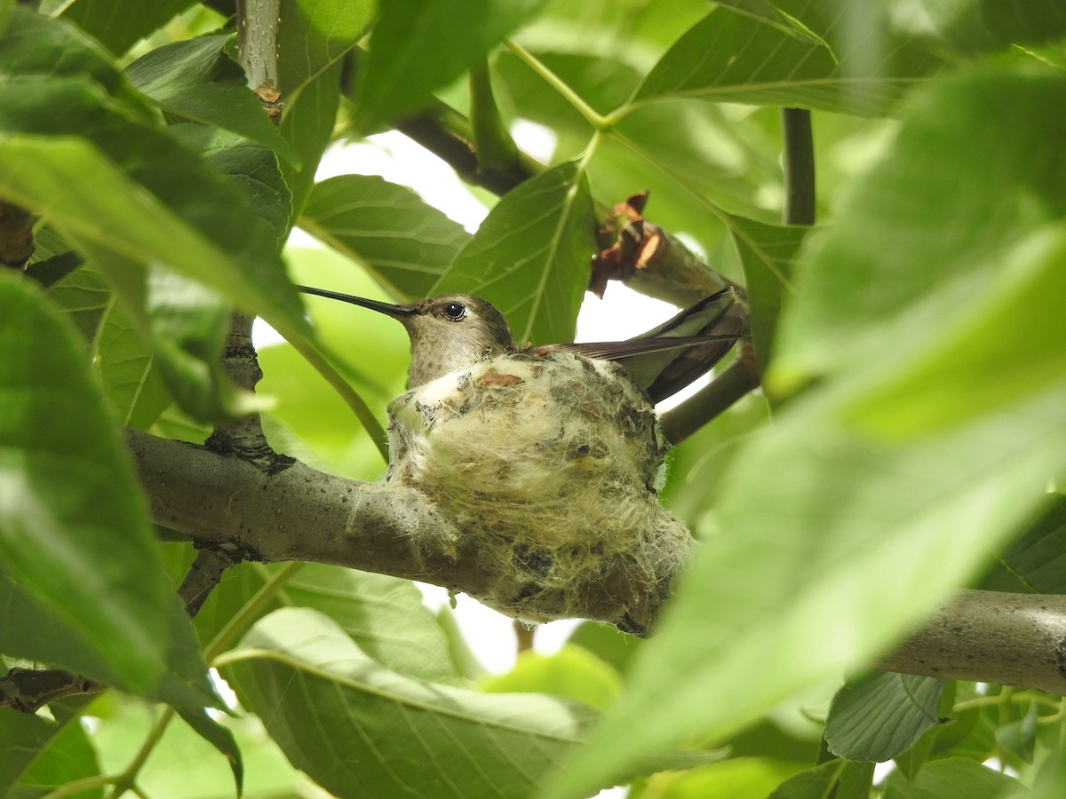 Black-chinned Hummingbird - ML61153891