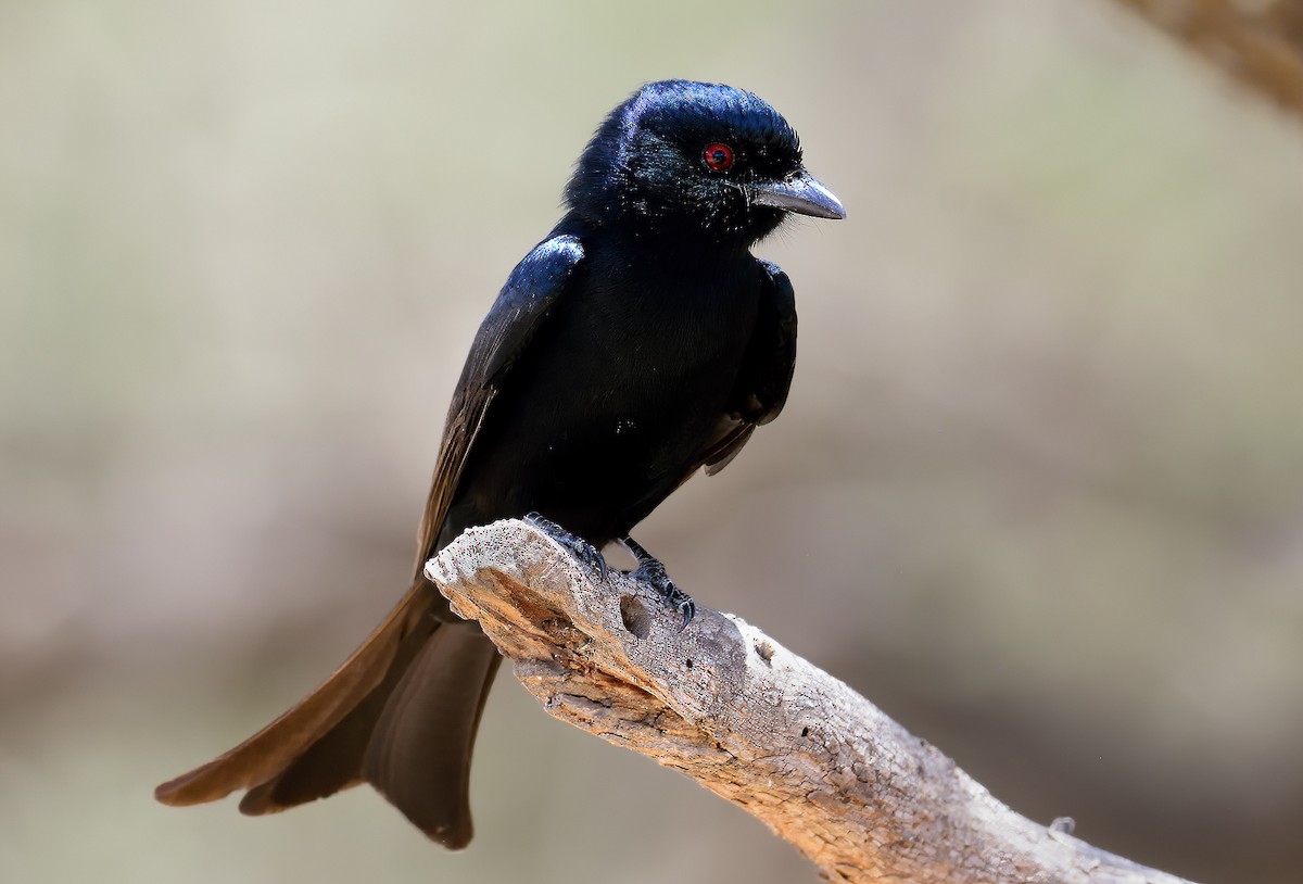 Fork-tailed Drongo - ML611538922
