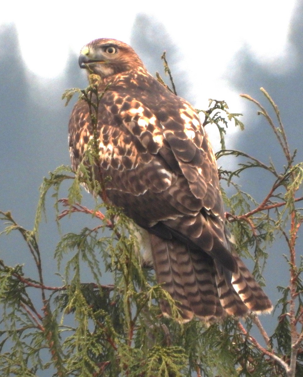 Red-tailed Hawk - ML611539081