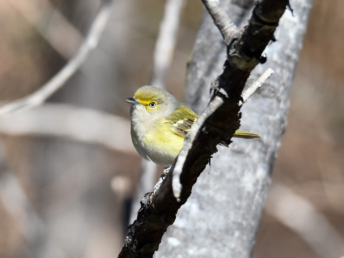 New Hampshire eBird Checklist 25 Nov 2023 Hopkinton Dam 13 species