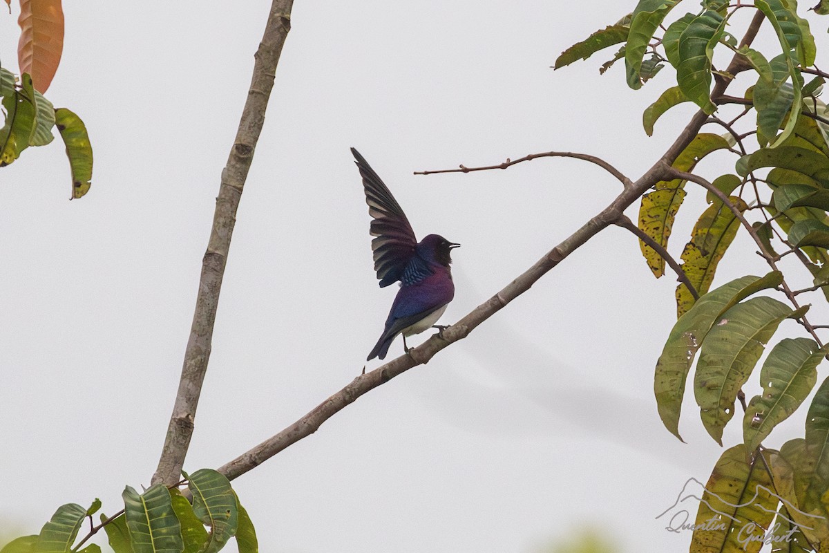 Violet-backed Starling - ML611539483