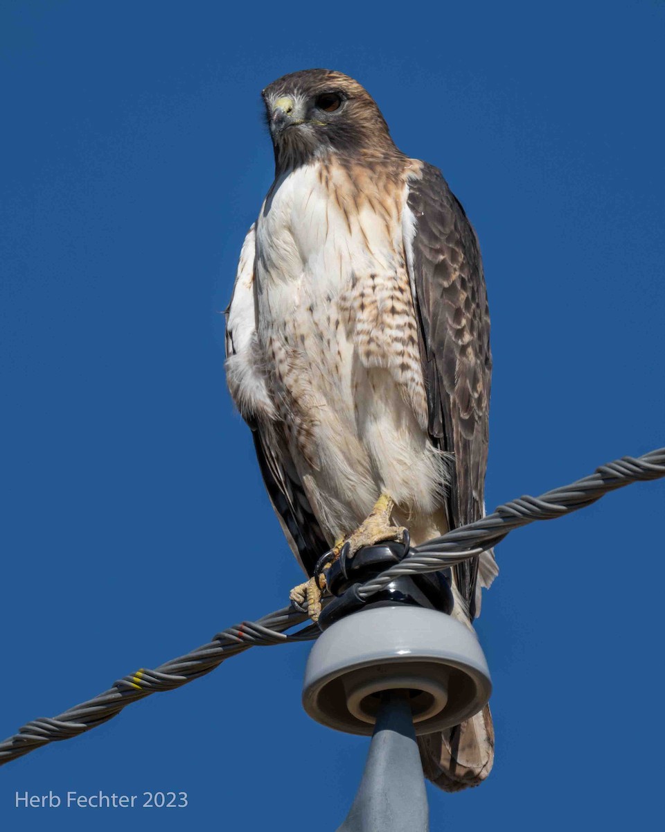 Red-tailed Hawk - ML611540153