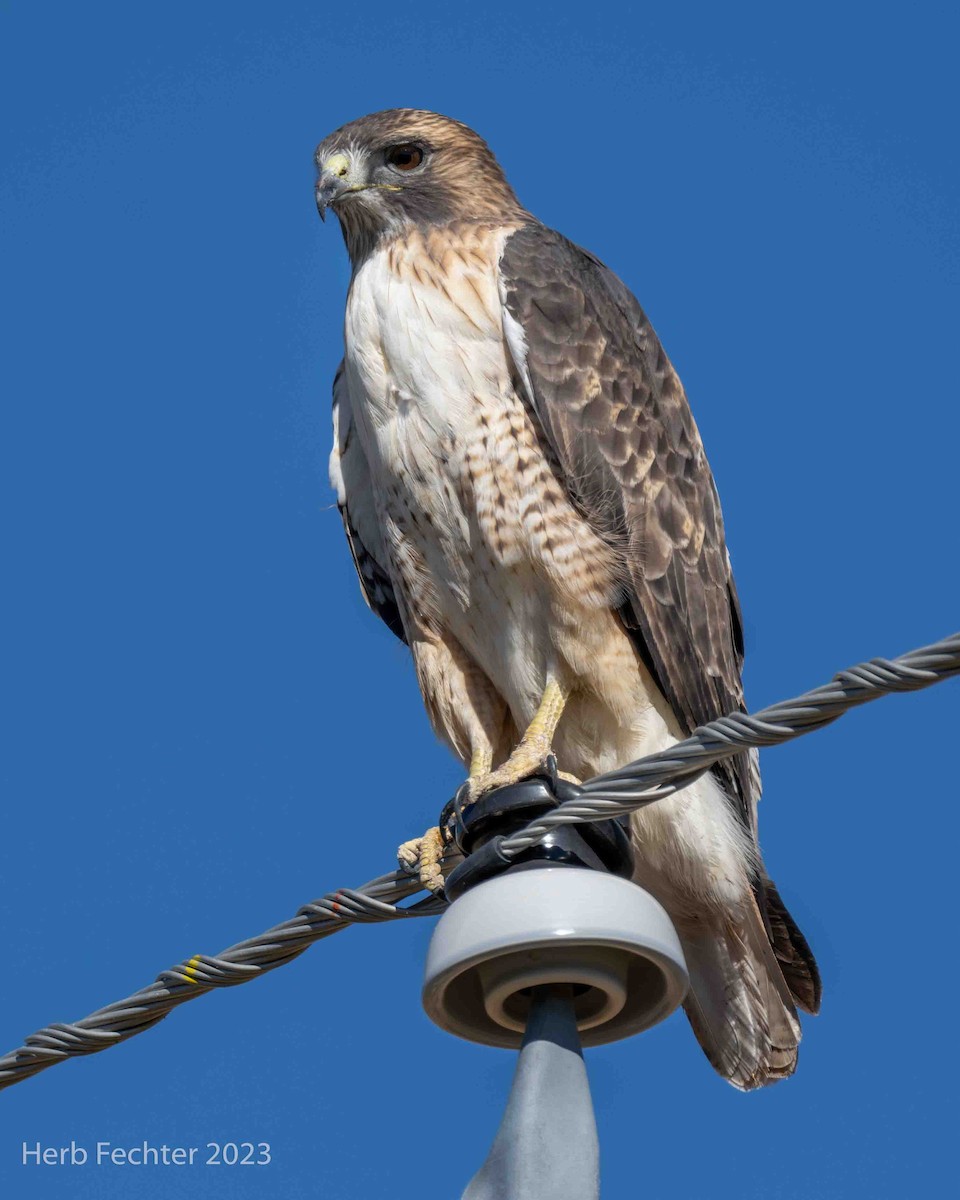 Red-tailed Hawk - ML611540154