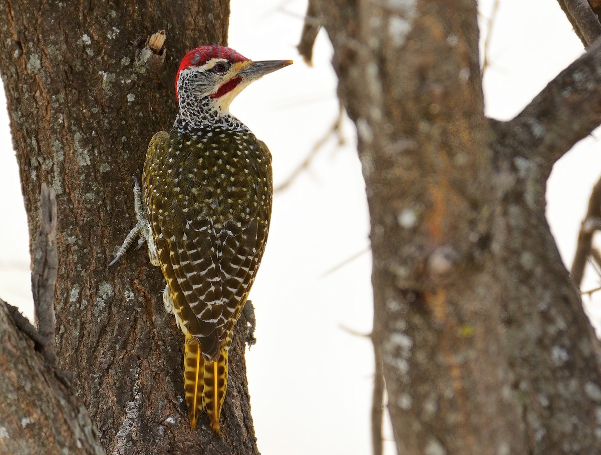 Nubian Woodpecker - ML611540156