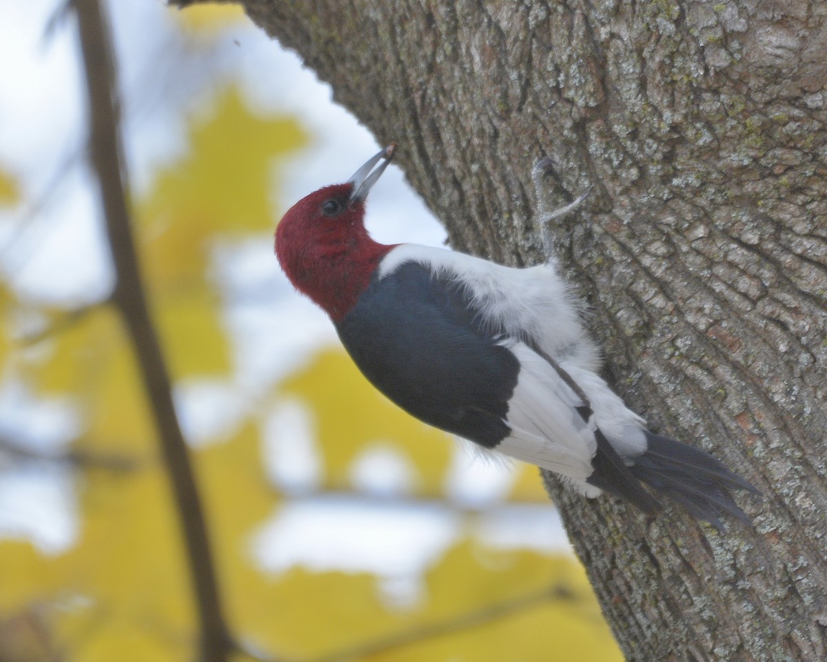 Red-headed Woodpecker - ML611540630