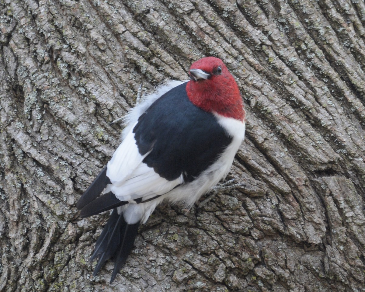 Red-headed Woodpecker - ML611540655