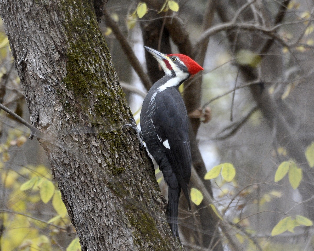 Pileated Woodpecker - ML611540709