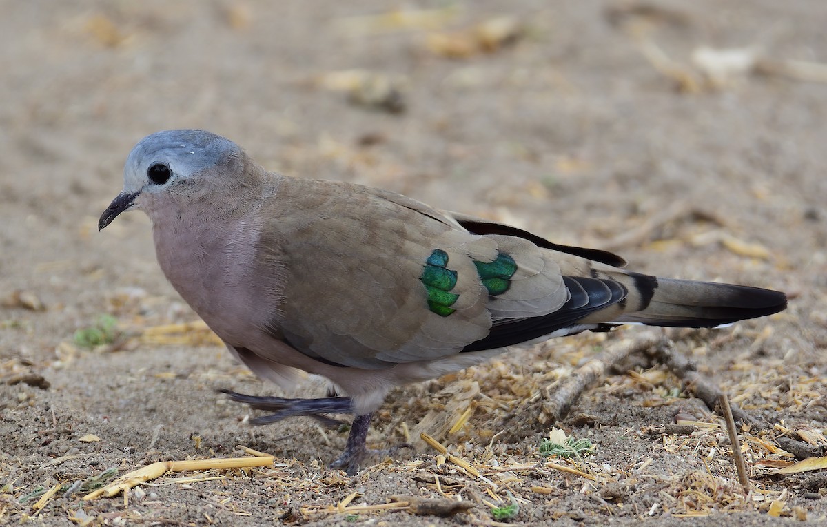 Emerald-spotted Wood-Dove - ML611540798