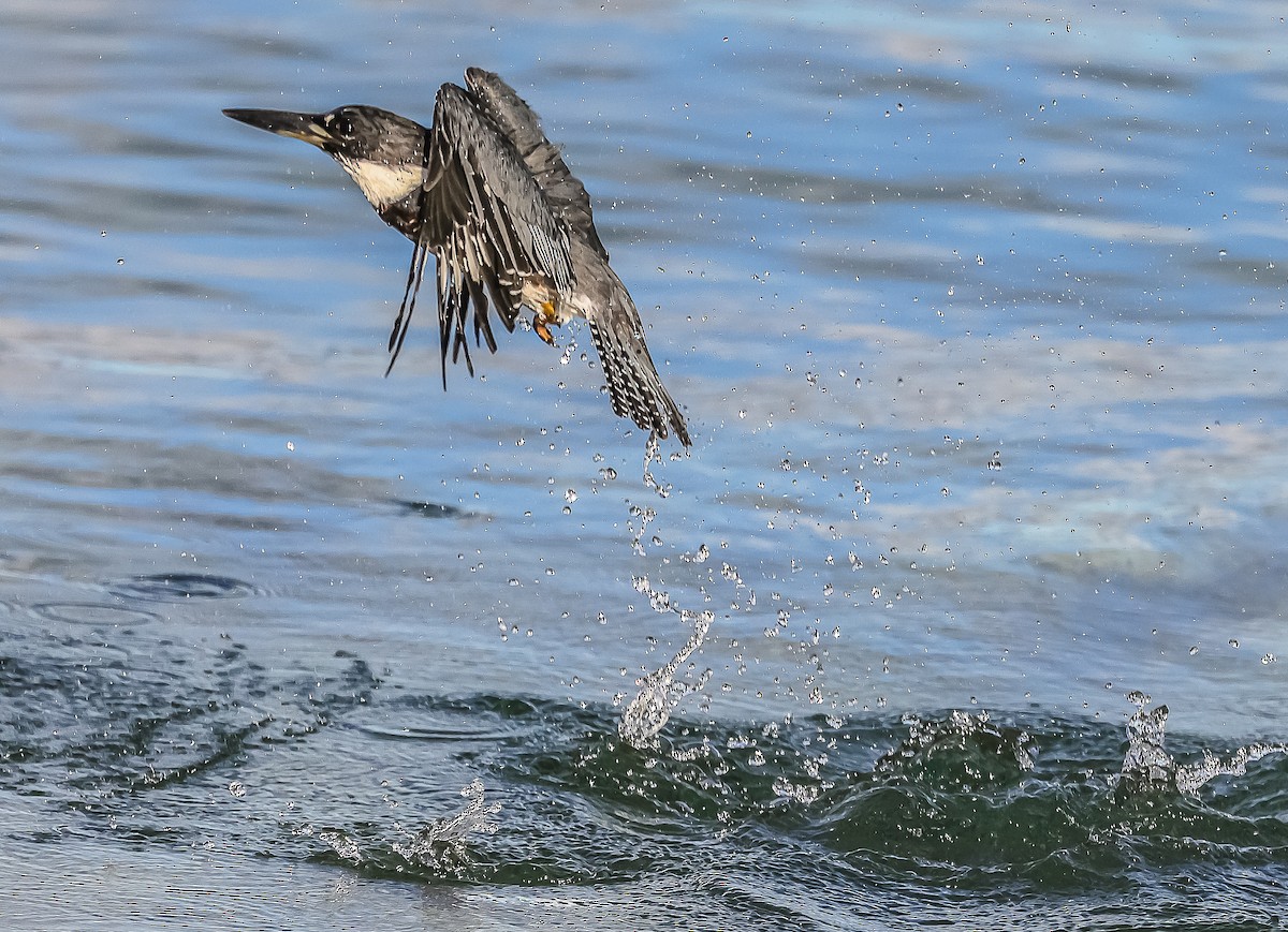 Belted Kingfisher - ML611540841