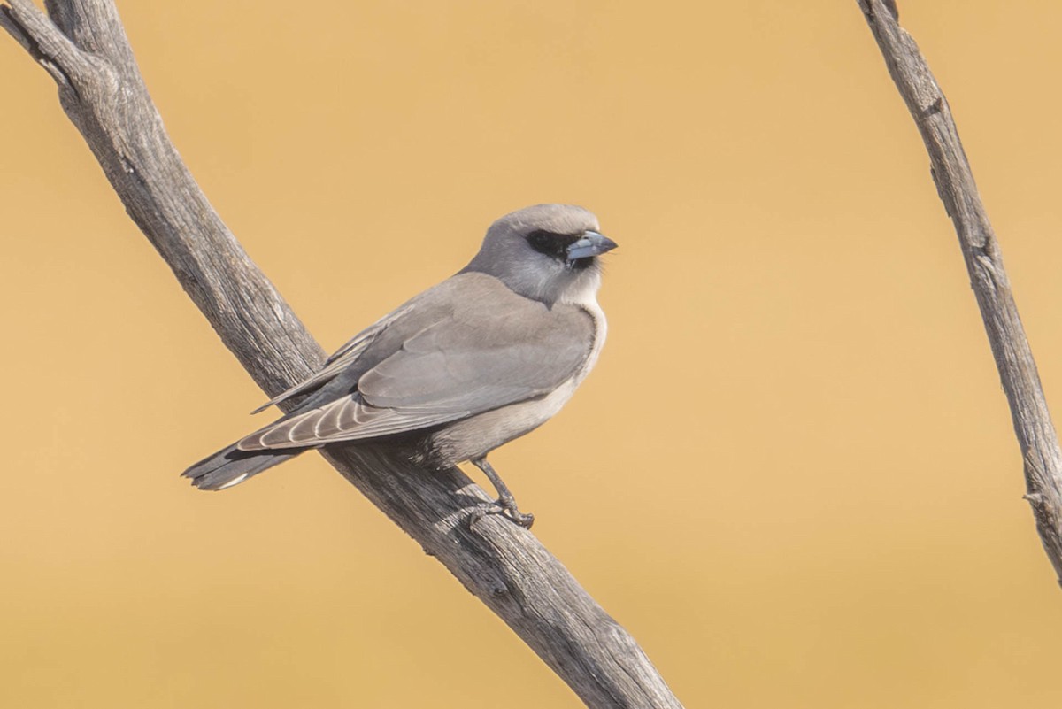 Black-faced Woodswallow (Black-vented) - ML611541011