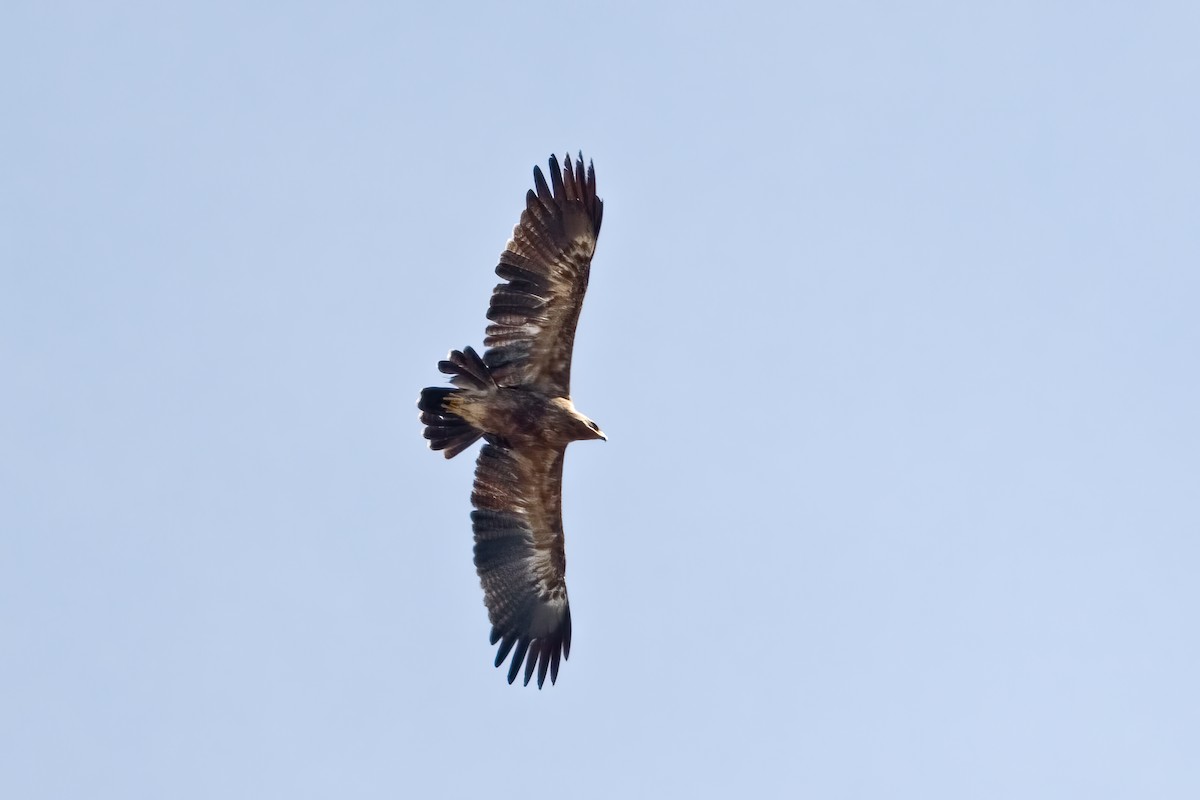 Lesser Spotted Eagle - ML611541113