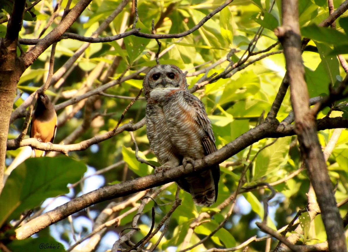 Mottled Wood-Owl - ML611541158