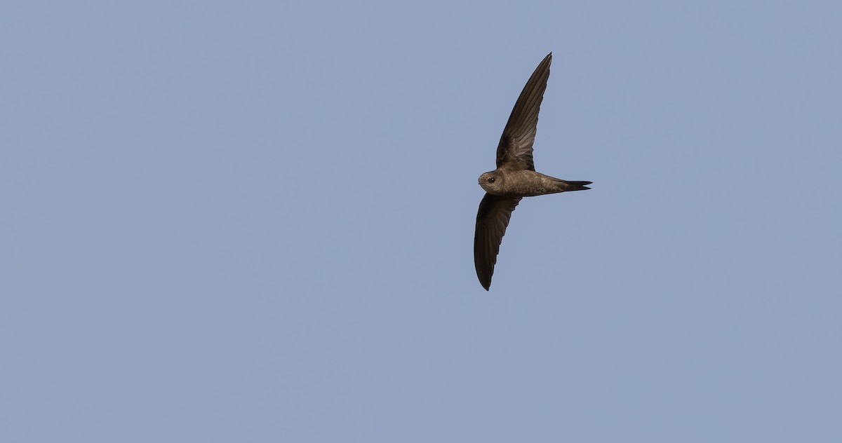 Cape Verde Swift - Friedemann Arndt