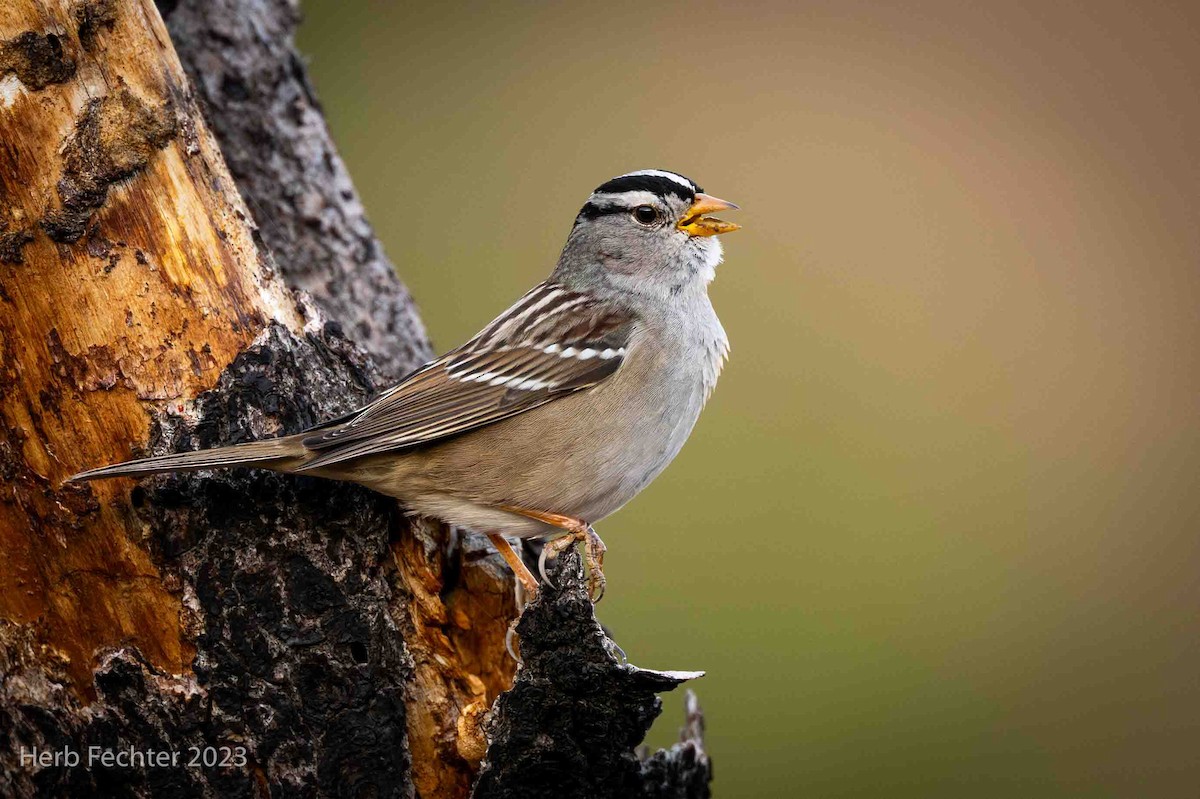 White-crowned Sparrow - Herbert Fechter