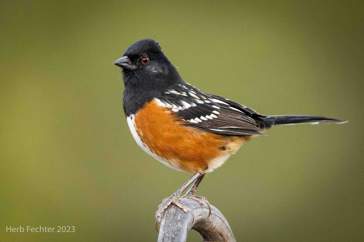 Spotted Towhee - ML611541462