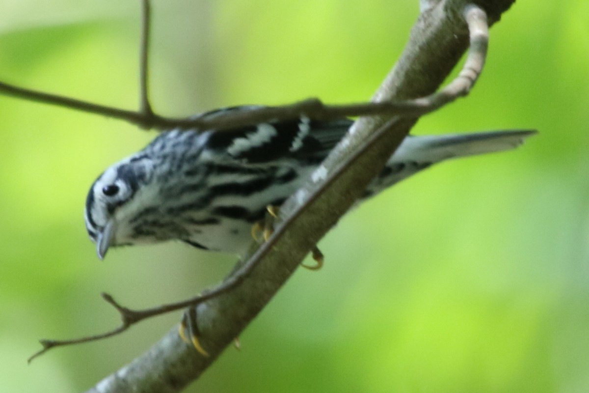 Black-and-white Warbler - ML611541687